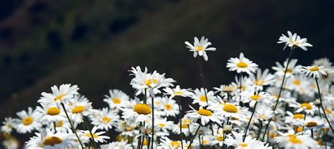 Premium Photo Daisies In The Field Near The Mountains