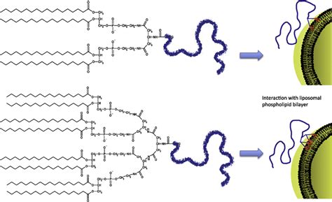 The Chemical Structure Of New Peg Dendron Phospholipids And Their