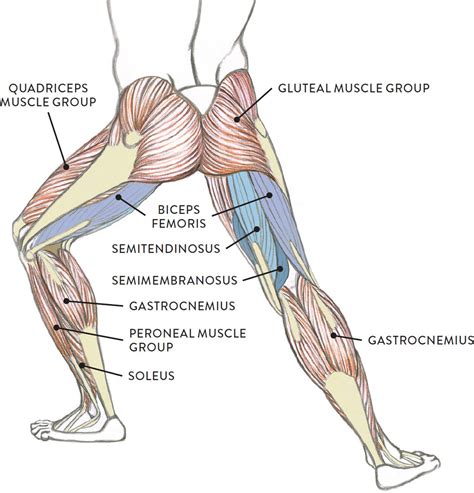 This section of the website will explain large and minute details of arterial anatomy of upper legs (thigh arteries). Upper Inner Thigh Anatomy : Inner Thigh Muscle Anatomy ...