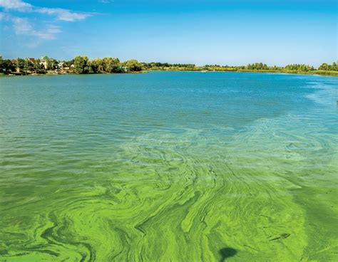 As Blue Green Algae Seen On Lake Okeechobee Task Force Meets Trade