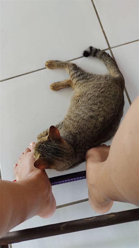 A Cat Laying On Top Of A White Tile Floor Next To A Person S Hand