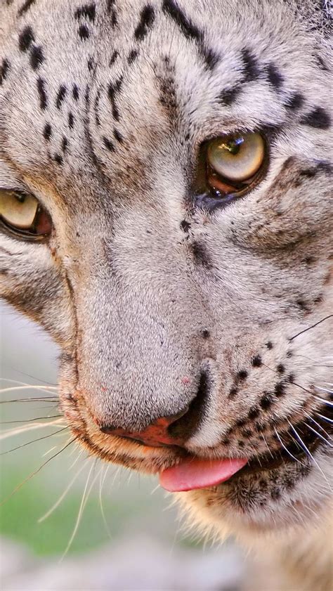 Download Wallpaper 800x1420 Snow Leopard Face Eyes Spotted Predator