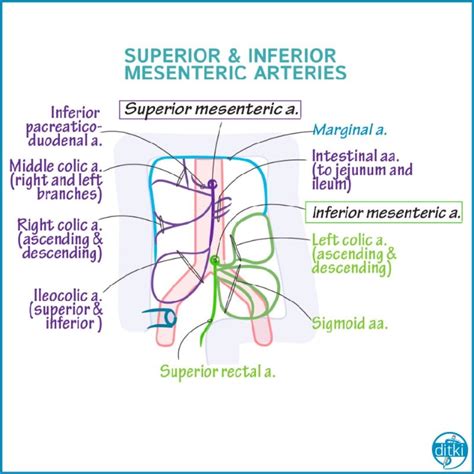Draw Out The Superior And Inferior Mesenteric Arteries To Learn Their