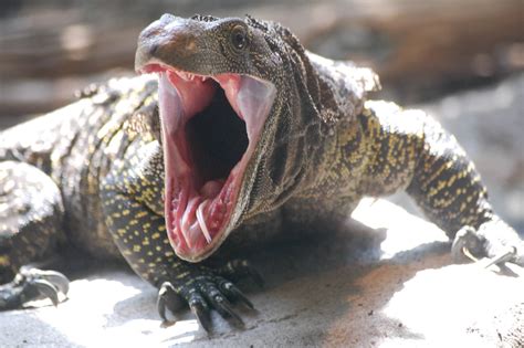 James Zaworskis Blog The Longest Lizard In The World The Crocodile