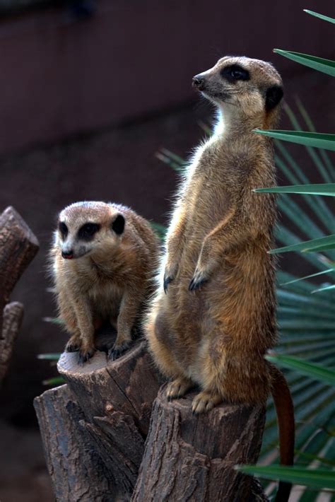 Two Meerkats Assaf Shtilman Flickr