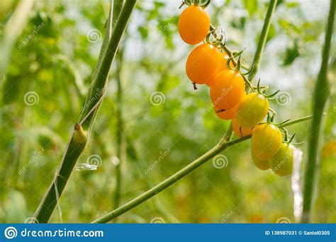 tomatoes plant growth in organic greenhouse garden stock image image of nature closeup 138987031