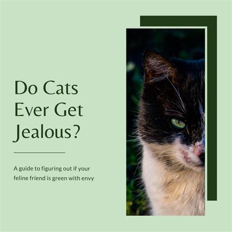 Can Cats Be Jealous How To Identify Jealous Behavior In Cats Pethelpful