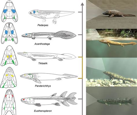 Evolution Of Advanced Vision Not Limbs Drove Ancient Fish From Water
