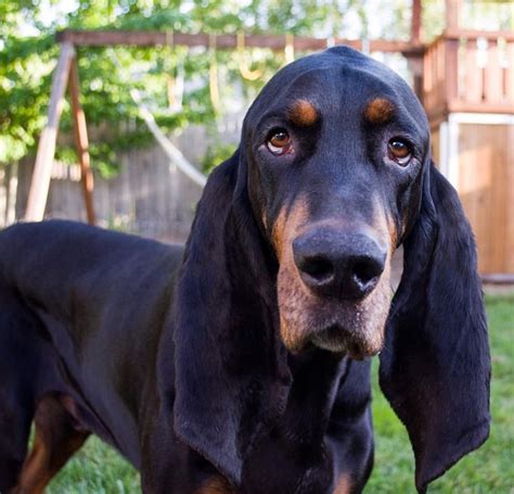 Pin By Becky Krichevsky On Black And Tan Coonhounds Coonhound Puppy