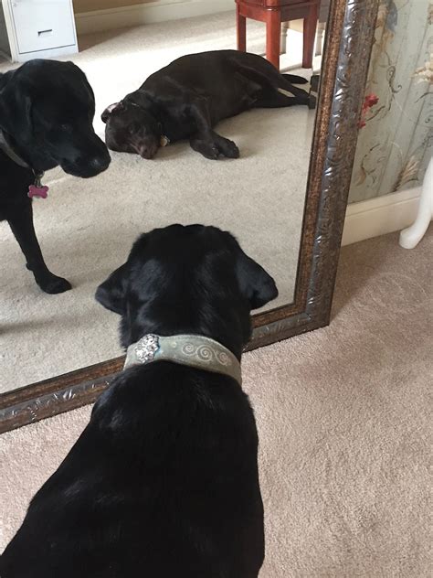 Dogs rarely need human help to give birth. Can dogs have identical twins? - Two Adorable Labs