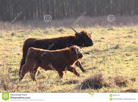 Highland Cattle Running Stock Photo Image Of Milk Mammal 83327172