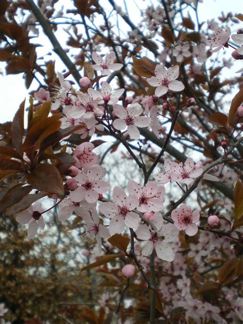 Dwarf Flowering Cherry Almond Tree 39 Small Trees Under 30 Feet For A