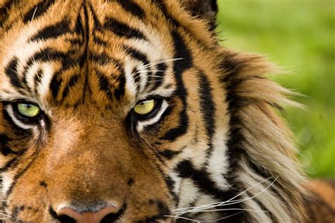 Sumatran Tiger Close Up By Mrshutterbug Jonathan Griffiths On 500px