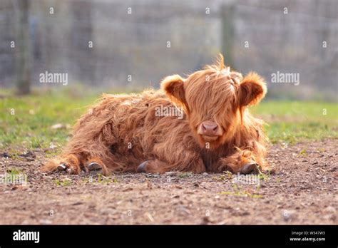 Cute Young Scottish Highland Cattle Calf With Light Brown Long And