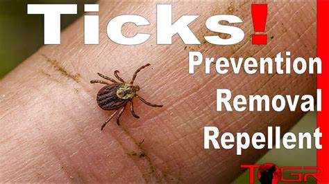How To Prevent And Remove Ticks Tick Removal Ticks How To Remove
