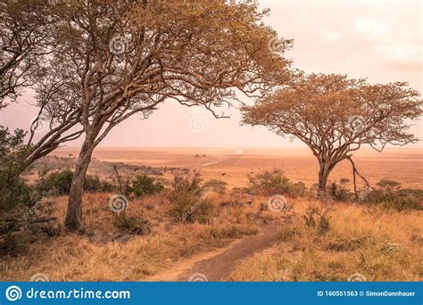 Panorama View To The Beautiful Bush Savannah Of Serengeti At Sunset