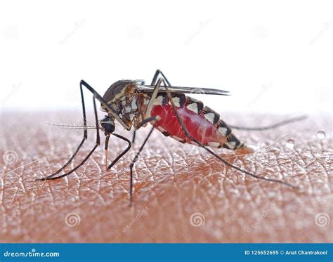 Close Up A Mosquito Sucking Human Blood Stock Image Image Of Pain