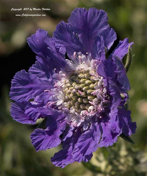 Scabiosa Caucasica Fama Deep Blue Scabiosa Flower