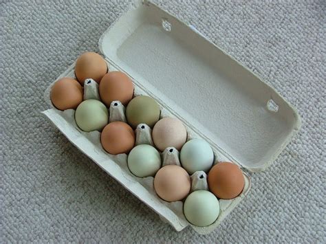 Dozen Eggs Free Photo Download Freeimages