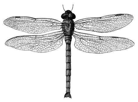Dragonfly Graphic