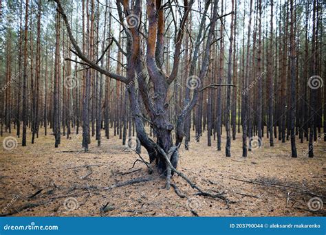 Pine Forest Slender Trees Land In Needles Stock Photo Image Of