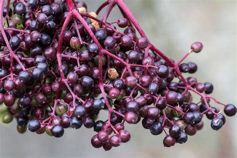 Growing Elderberry For All About Elderberries With Norms Farms