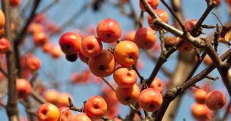 When do apple trees fruit. Is Crab Apple Tree Fruit Dangerous? | LIVESTRONG.COM
