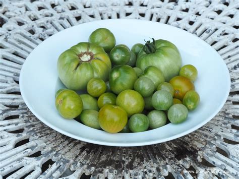 What To Do With Your Tomatoes In September And How To Ripen Unripe