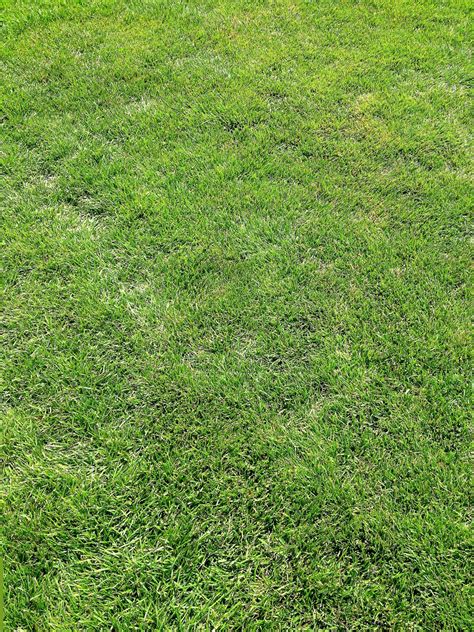 Green Fresh Natural Grass Lawn The Texture Of Sheared Grass Losch Services