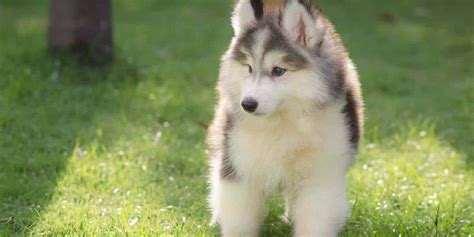 Husky akita mix puppies for sale 6. Miniature Siberian Husky (Prices, Breeders & More)