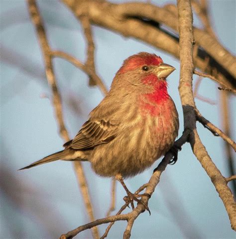 Red Headed Sparrow Photograph By My Angle On It Photography Pixels