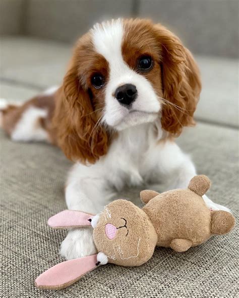 The 17 Cutest Cavalier King Charles Spaniels Currently Online Page 5