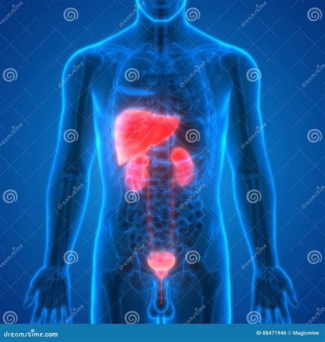 Human Body Organs Liver With Kidneys Anatomy Stock Illustration