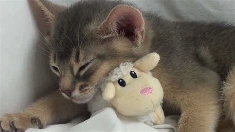 Cute Kitten Sleeping With Teddy Bear Youtube