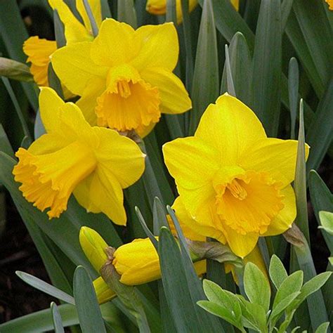 6 Easy To Grow Bulbs For Beautiful Spring Flowers Bulb Flowers Easy