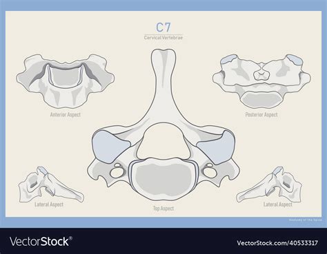 Anatomy Of The 7th Cervical Vertebra Vertebra Vector Image