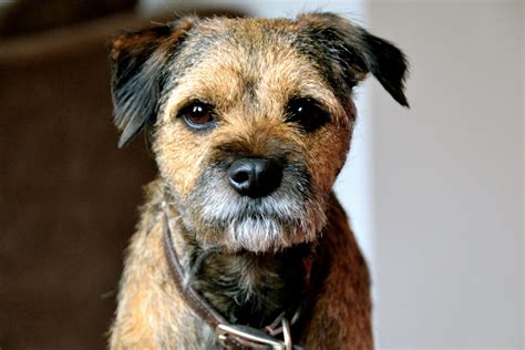 Dog Breed Profile Border Terrier Gilbertson And Page