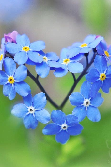 Heart shaped flowers near me. Forget me not, Heart and Mother nature on Pinterest