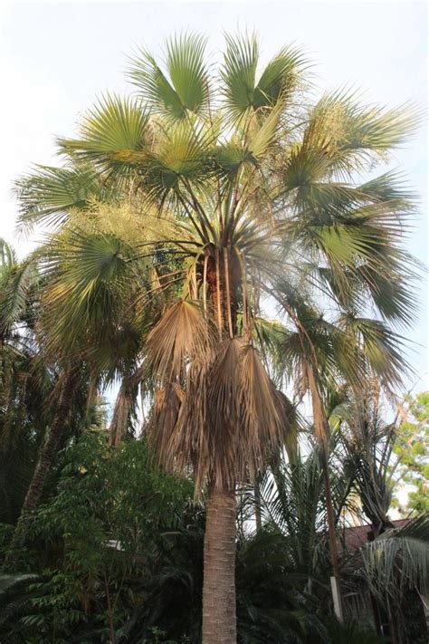 Brahea Aculeata Discussing Palm Trees Worldwide Palmtalk