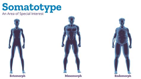 What Is A Somatotype Perth Physiotherapy