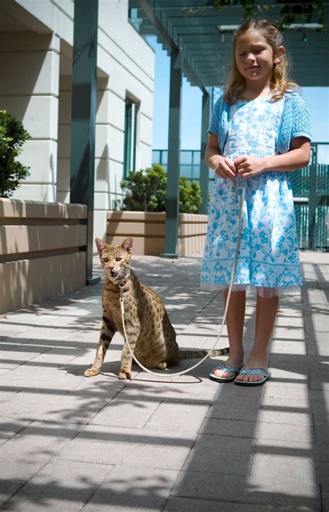 High percent savannah cats or hp f1 savannah cats nearly mirror the african serval. The Ashera Cat - child friendly | The rarest domestic cat ...