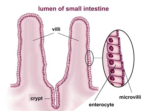 How Is The Structure Of A Villi In The Small Intestine