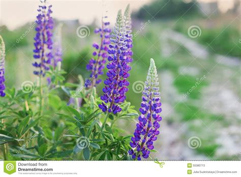Beautiful Summer Meadow With Wild Lupine Flowers On The Sunset Light