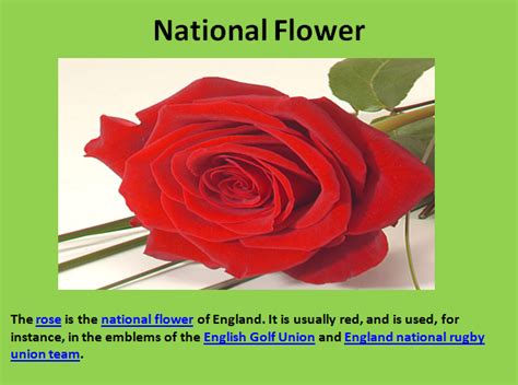 The floral emblem and at the same time the symbol of england is the red rose. HOLY PARADISE HIGH SCHOOL: NATIONAL SYMBOLS OF ENGLAND