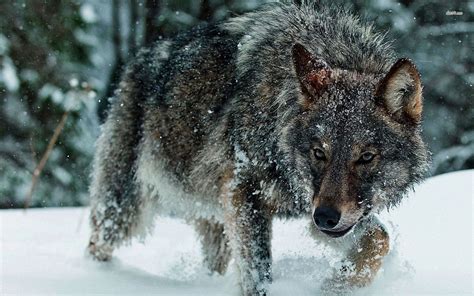 Wolf Full Hd Wallpaper And Background Image 1920x1200 Id505491