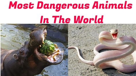 Most Dangerous Animals In The World Top 5 Dangerous Animals Media