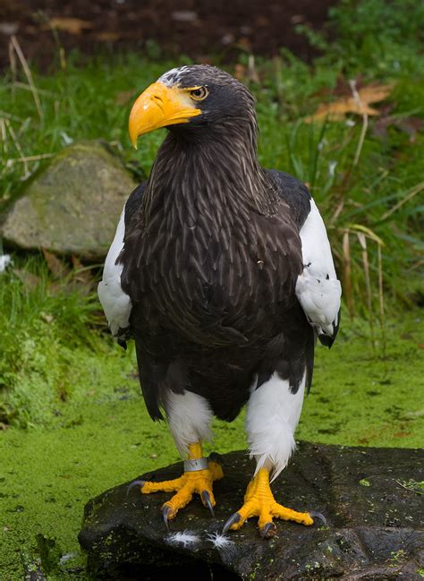 Stellers Sea Eagle Wikipedia