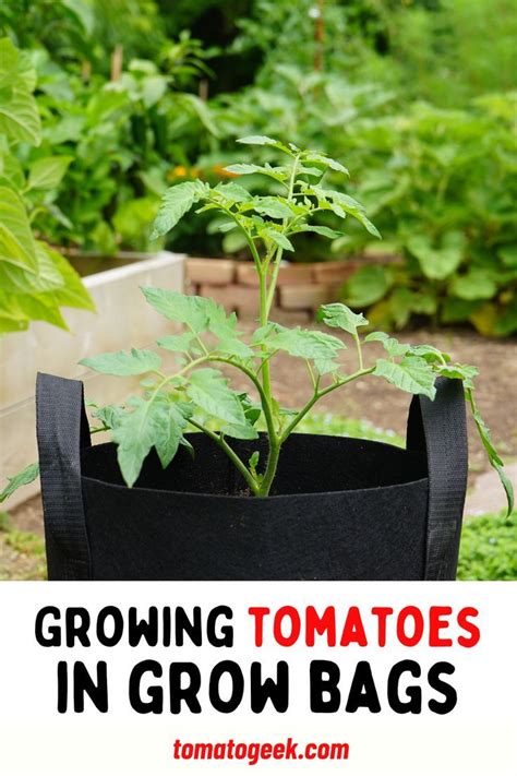 Growing Tomatoes In Grow Bags Tips For Growing Tomatoes Growing Tomato