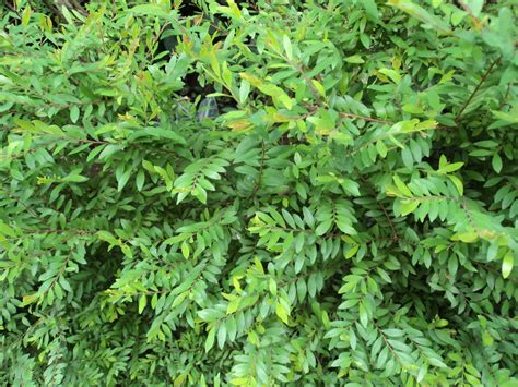 Phyllanthus Myrtifolius Wight M Ll Arg Plants Of The World Online