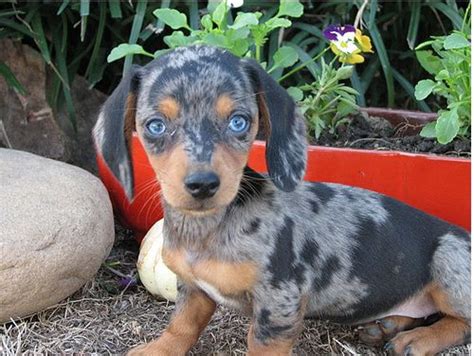 Dachshund Puppy With Very Intersting Pattern With Big Blue Eyes Looking